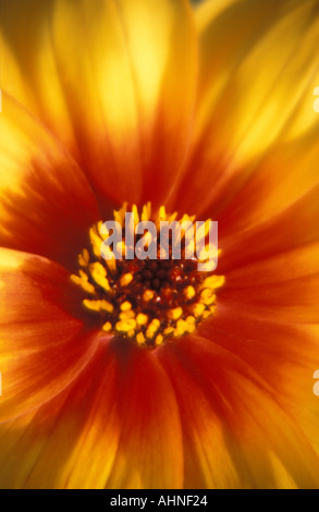 Dahlia Moonfire Banque D'Images
