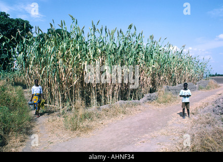 Les plants de maïs de Guinée. Woman and boy ont tendance domaine des tiges de maïs mûr dans la ville de Lassa, l'État de Borno, Nigeria, Afrique de l'ouest Banque D'Images