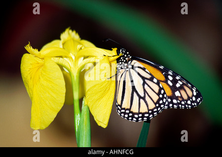 UK Herefordshire Symonds Yat Butterfly World Monarch Butterfly Banque D'Images