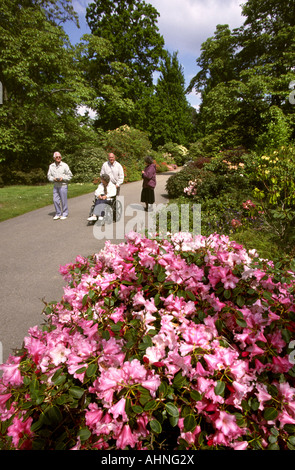 Exbury Gardens Hampshire UK, les handicapés en fauteuil roulant Banque D'Images