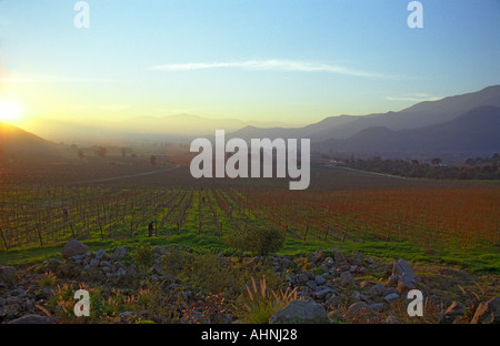 Coucher de soleil sur le vignoble avec les Andes en arrière-plan Bodega Altair dans la région del Maule Chili Banque D'Images