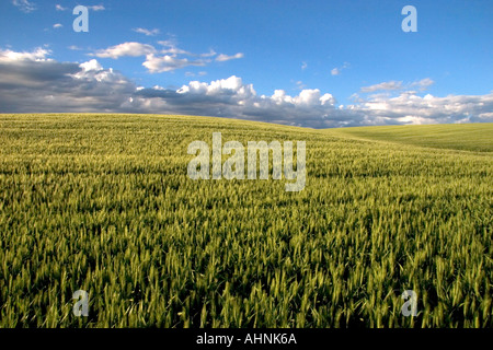 Un champ de grain d'orge dans le Fremont Teton comté domaine de l'Est de l'Idaho Banque D'Images