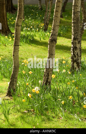 Jonquilles naturalisées parmi les bouleaux Banque D'Images