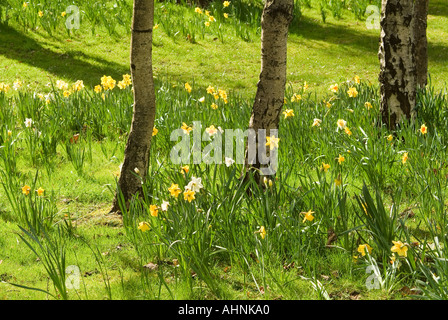 Jonquilles naturalisées parmi les bouleaux Banque D'Images