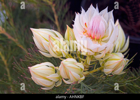 Serruria florida également connue sous le nom de Blushing bride une sous-famille de Proteaceae apparentée aux Grevillia Banque D'Images