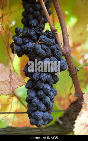 Une grappe avec plus de maturité des raisins flétris sur une vieille vigne dans le vignoble, Domaine Pech-Redon, Coteaux du Languedoc la Clape, Narbonne, Hérault, Languedoc-Roussillon, France Banque D'Images