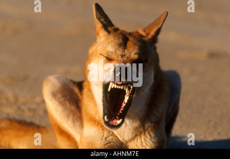 Dingo en Australie Banque D'Images