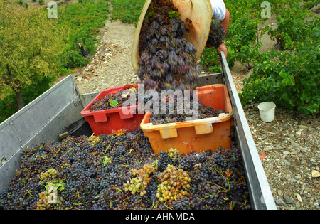 Panier de raisins (Grenache noire avec un peu de Grenache Blanc et Muscat) d'être vidée sur le vignoble de chariot par un travailleur vignoble au moment de la récolte dans un vignoble à Collioure, Languedoc-Roussillon, France Banque D'Images