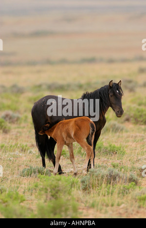 Chevaux sauvages dans la BLM McCollough Peaks l'aire de gestion du Wyoming Banque D'Images