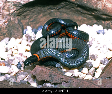 Couleuvre à collier Diadophis punctatus San Francisco California USA Banque D'Images