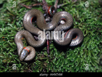 Couleuvre à collier Diadophis punctatus Santa Cruz Mountains en Californie Banque D'Images