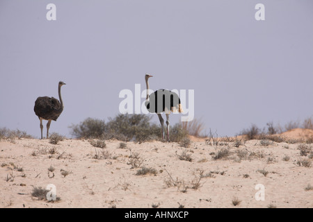 Autruche commune (Struthio camelus) mâle et femelle dans le désert du Kalahari, Afrique du Sud Banque D'Images