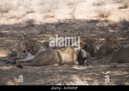 L'African Lion fierté avec carcasse dans le désert du Kalahari Banque D'Images