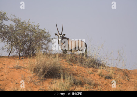 Gemsbok debout sur une dune dans le désert du Kalahari Banque D'Images