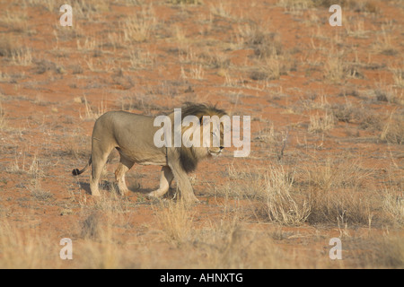 African Lion à crinière noire marchant dans le désert du Kalahari Banque D'Images