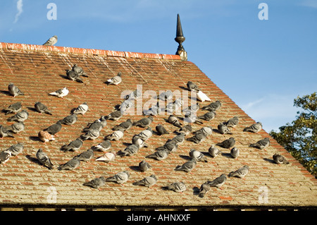 Pigeons sauvages Columba livia sur toit, London England UK Banque D'Images