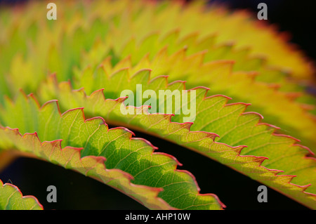 Close up résumé vue d'un grand groupe de feuilles vertes piquantes avec browny conseils orange Banque D'Images