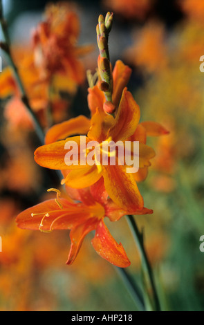 Bi- géant de couleur orange fleurs de Montbretia Banque D'Images