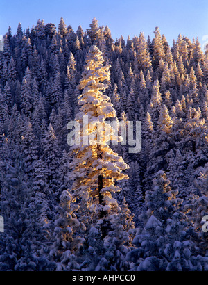 Grand arbre couvert de neige au coucher du soleil Freemont National forest Oregon Banque D'Images