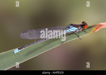 Demoiselle aux yeux rouges Erythromma najas montrant marquages et détail et gros yeux rouges à gravières à Willington Bedfordshire Banque D'Images