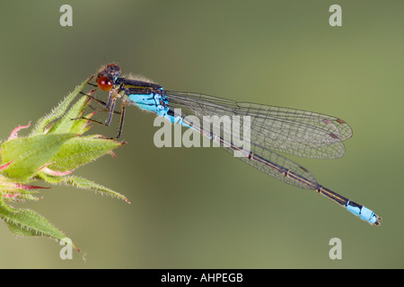 Ceriagrion tenellum petite demoiselle rouge montrant marquages et détaillée à gravières Willington Bedfordshire Banque D'Images