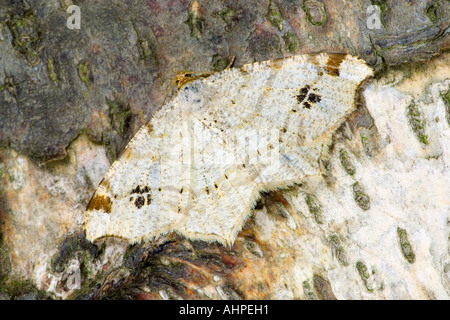 Peacock Moth Semiothisa notata au repos à bouleau blanc avec des ailes de lignes montrant ouvert et marquages Potton détail Bedfordshire Banque D'Images