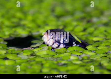 Petit jeune couleuvre à collier Natrix natrix nager dans l'étang de jardin avec juste la tête hors de l'eau Potton Bedfordshire Banque D'Images