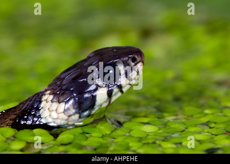 Petit jeune couleuvre à collier Natrix natrix nager dans l'étang de jardin close up de Potton tête Bedfordshire Banque D'Images