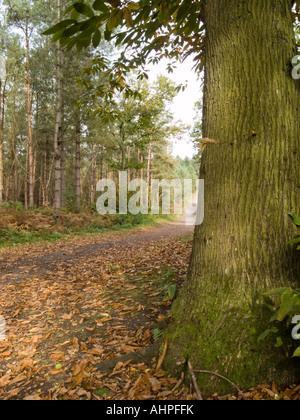 Scène d'automne, Delamere Forest, Cheshire Banque D'Images