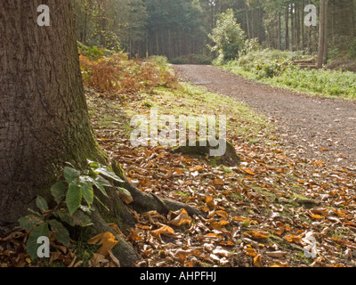 Scène d'automne, Delamere Forest, Cheshire Banque D'Images