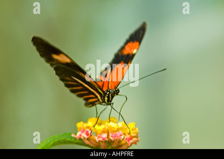 Close up horizontale d'un petit postier Longwing [papillon Heliconius Melpomene] se nourrit de petits fleurs jaune et rose vif Banque D'Images