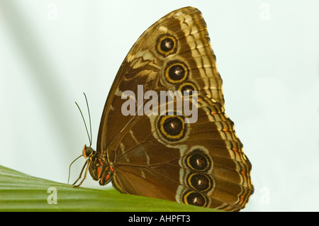 Close up of a horizontal Blue Morpho Peleides Papillon 'Morpho' reposant sur une feuille avec des ailes c'est bord fermé montrant Banque D'Images