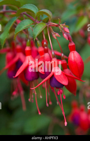 Close up vertical de la jolie fleurs en forme de cloche suspendue d'un 'Mrs Popple' fuchsia en fleurs. Banque D'Images