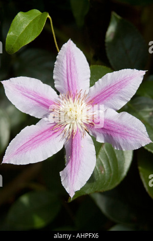 Close up of a horizontal Cameo Rose Clematis Banque D'Images