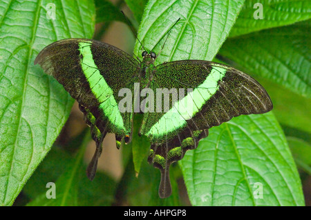 Close up d'un vert émeraude irisé Papilio palinurus) butterfly reposant sur une feuille. Banque D'Images