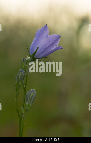 Pays de Galles Snowdonia Harebell Banque D'Images