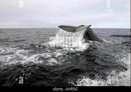 Queue de baleine, Cachalot plongée profondément dans la péninsule de Bonavista Trinity Bay, Terre-Neuve Canada Banque D'Images