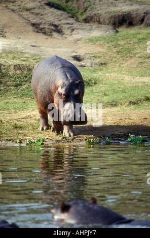 Hippo sur la rive de la Canal Kazinga Parc national Queen Elizabeth en Ouganda Les hippopotames sur le point d'entrer dans l'eau Banque D'Images