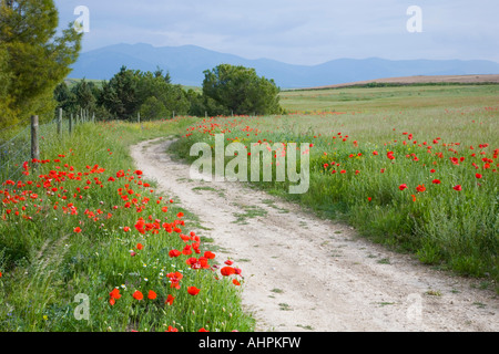 Ségovie, Castille et León, Espagne. Chemin sinueux à travers champs de coquelicots, Sierra de Guadarrama au-delà. Banque D'Images