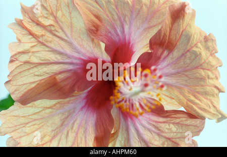 Hibiscus rose à fleurs tropical botanical park Kuala Lumpur, en Malaisie Banque D'Images