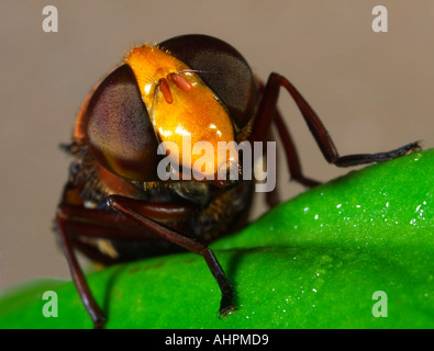 Volucella bombylans Banque D'Images