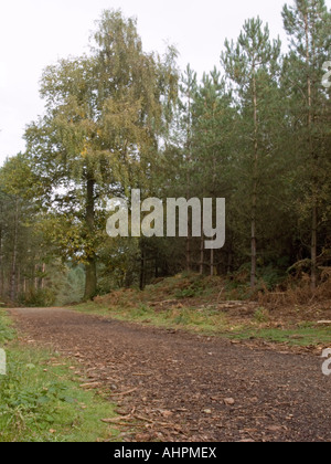 Scène d'automne, Delamere Forest, Cheshire Banque D'Images