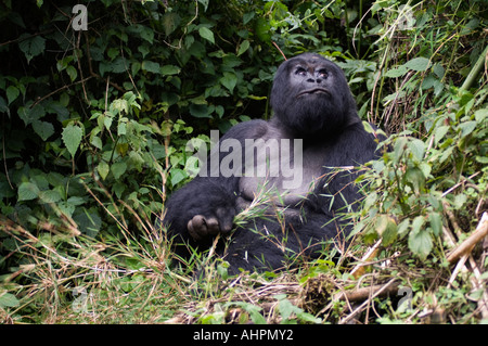 Gorille de montagne, Silverback, gorilla gorilla berengei, le parc national des volcans, Rwanda Banque D'Images