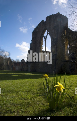 Les jonquilles du printemps à l'abbaye de Netley Hampshire England UK Banque D'Images