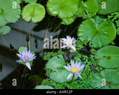 Des fleurs dans les jardins royaux de Kew Richmond Greater London Middlesex England UK Banque D'Images