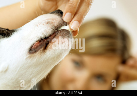 Propriétaire de chien d'alimentation Banque D'Images