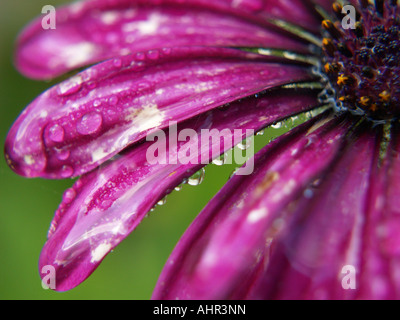De près de l'Ostéospermum violets pétales sur la tête couverte de fleurs dans des gouttelettes de pluie Banque D'Images