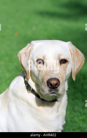 Portrait d'un chien labrador Banque D'Images