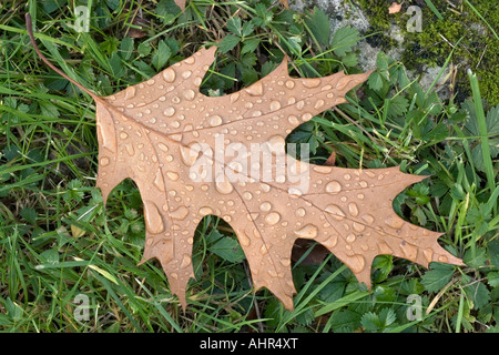 Avec feuille de chêne des gouttes d'eau de rosée sur l'herbe Banque D'Images