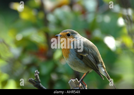 Robin européenne, Rotkehlchen, Erithacus rubecula aux abords Banque D'Images